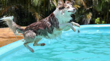 Keep Your Dogs Cool During the Hot Summer Months