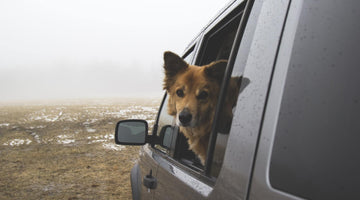 Ways to Avoid Fees When Traveling with a Furry Friend