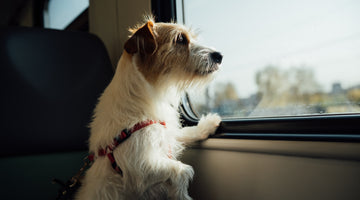 Tips for Traveling with a Disabled Dog