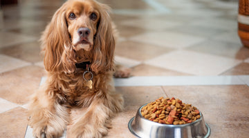 Is Your Dog Eating Healthy?