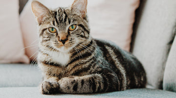 9 Common Cat Diseases and How to Recognize Them
