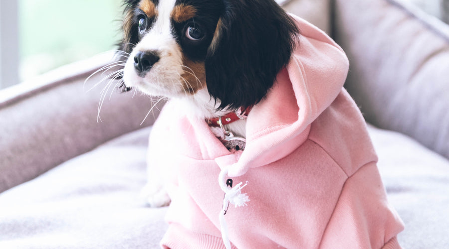Why Clothing Your Pets is So Important