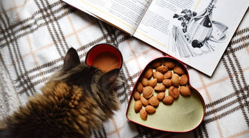 The Complete Guide To Your Cat's Nutrition