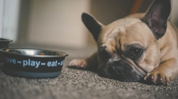 The Pros and Cons of Cheap and Expensive Dog Food