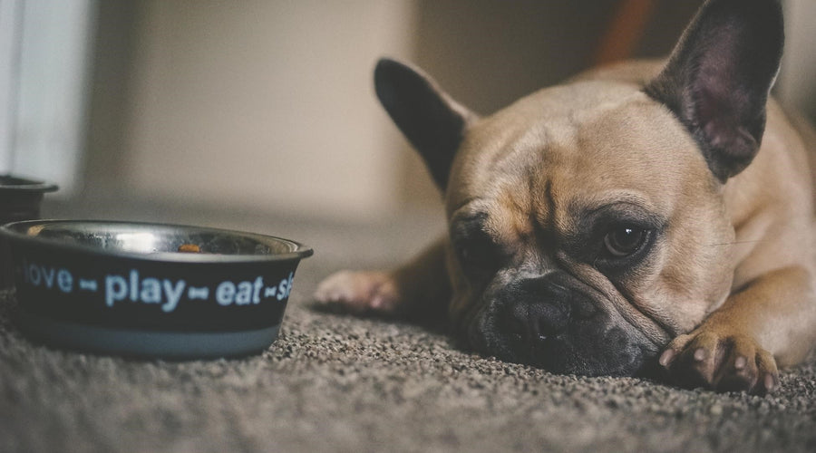 The Pros and Cons of Cheap and Expensive Dog Food