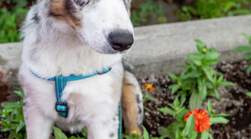 How to Plant a Dog-Friendly Garden
