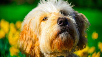 Hypoallergenic Dogs Myths You Need to Know About