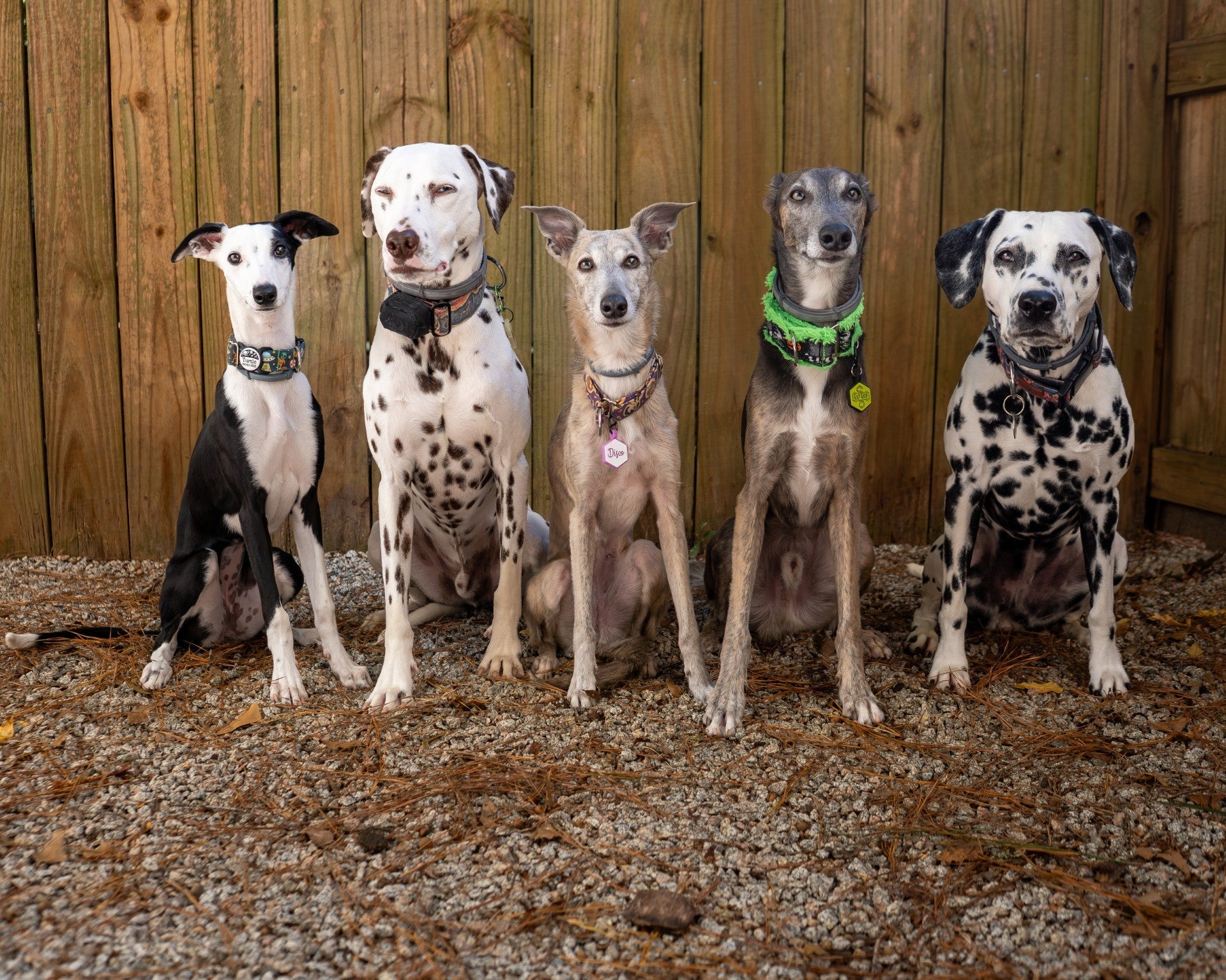 Preparing Your Dog for the Holidays: How to Encourage Calm Greetings With House Guests