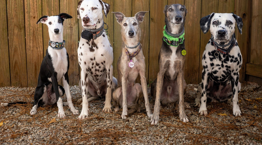 Preparing Your Dog for the Holidays: How to Encourage Calm Greetings With House Guests