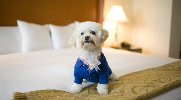7 Best Pet-friendly Hotels in the United States