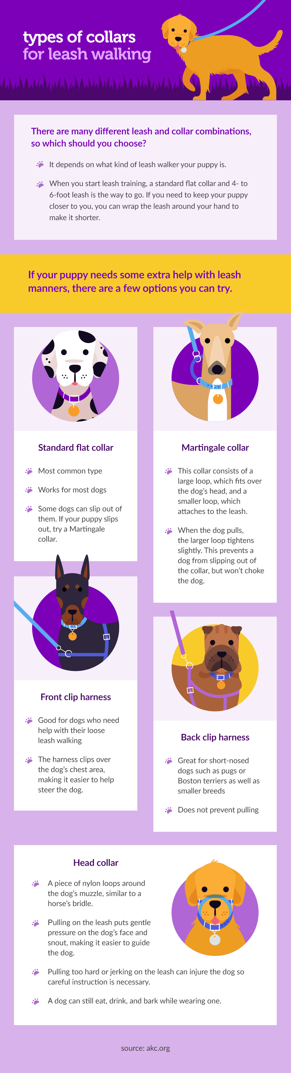 How to Leash Train Your Puppy P.L.A.Y