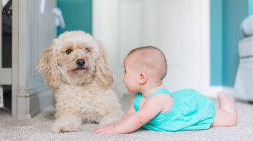 Pets and the New Baby: What's Safe, How to Prepare