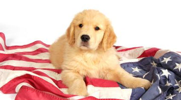 Keep Your Pup Happy and Safe This 4th of July!