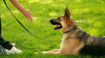 National Train Your Dog Month Training Tip #4: Timing