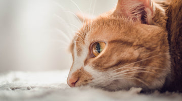 How can you tell if your cat’s not well?
