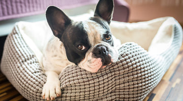 How to Cover Up Pet Smells in Your Home
