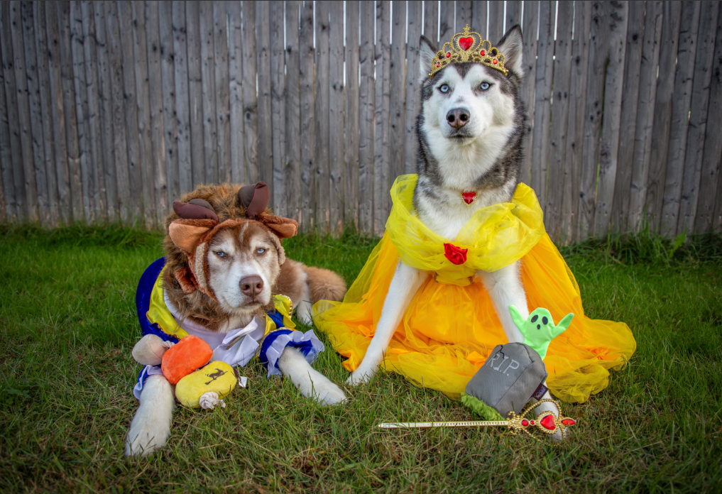 Pet Halloween Costume Ideas 2025 | P.L.A.Y. Contest