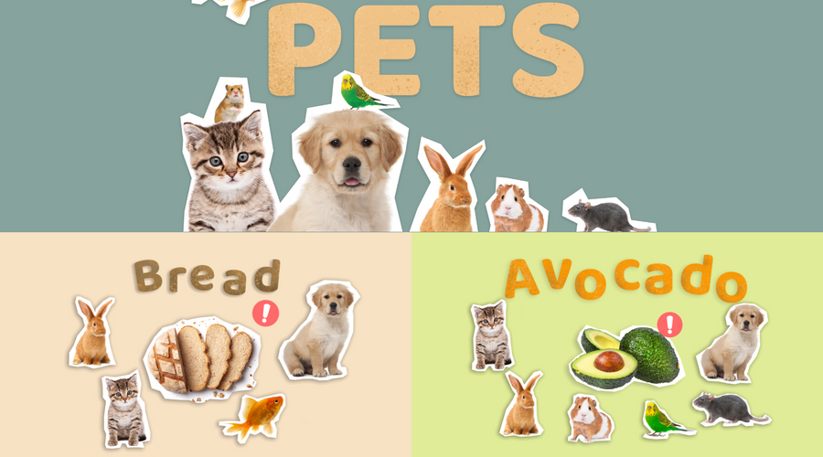 Common Human Foods That Can Be Harmful For Pets