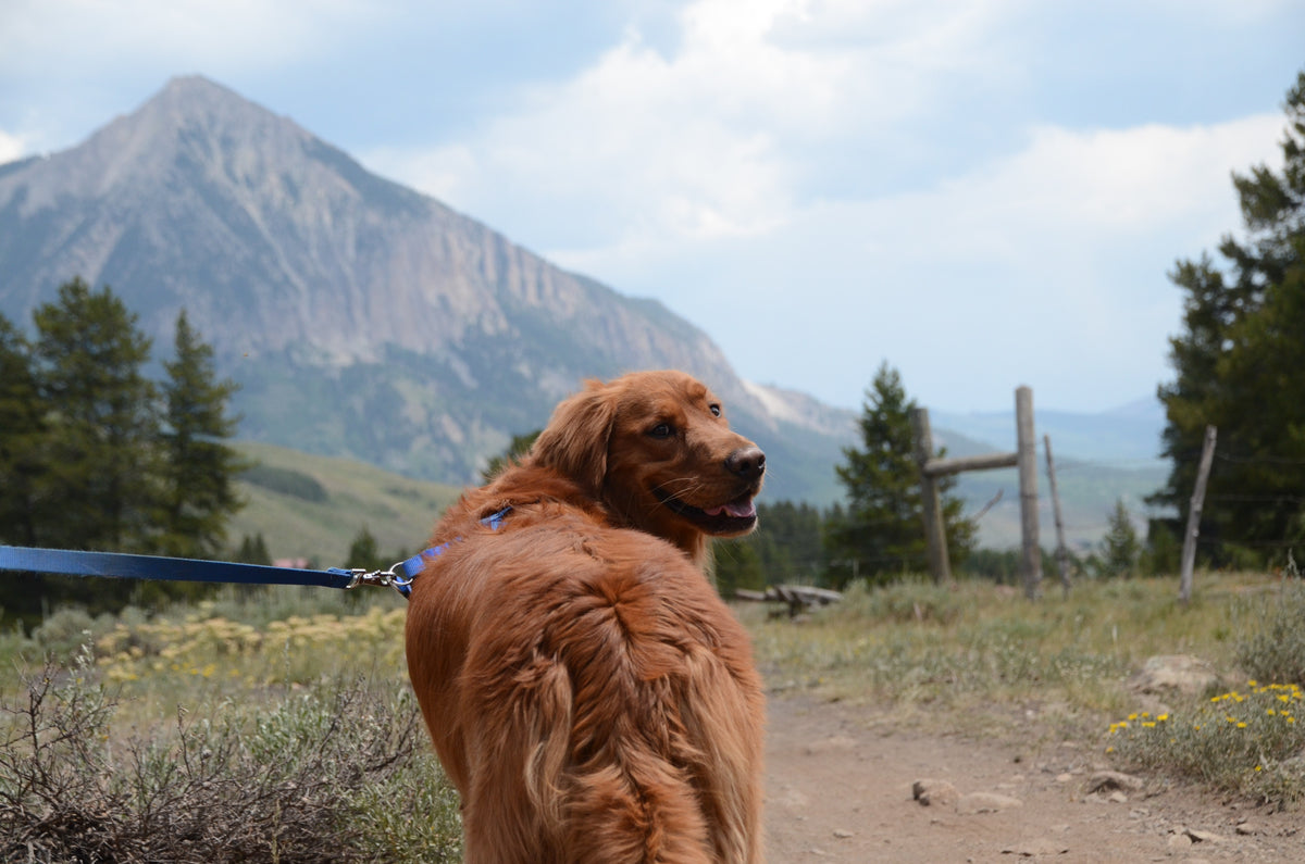 15 Best Dog Breeds for Hiking P.L.A.Y.