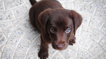 How to Make Your Home Safe for a New Puppy