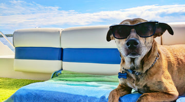 How to Keep Your Pet Cool and Safe During Record-Breaking Heat