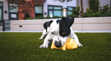 5 Tips for Moving Your Pet to a New Home