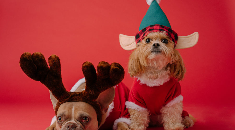 12 Ways To Make Your Pup Happy for Holidays!