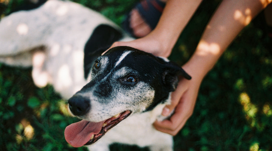 Do You Want to Help Save Homeless Pets?