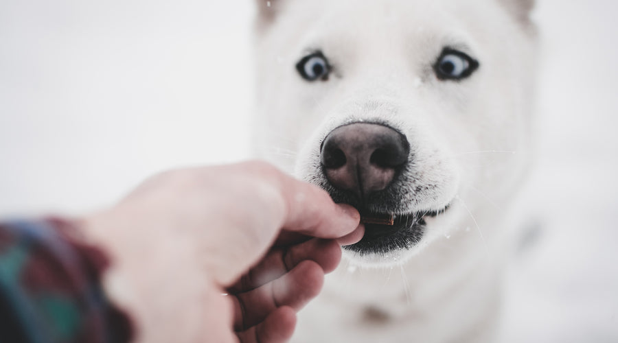 10 Human Foods You Can Share with Your Dog