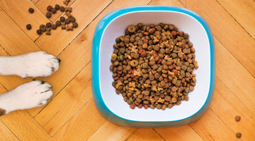 Importance of Good Dog Food for Your Canine Friends