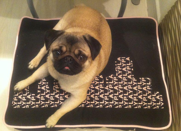 Momo Mondays: Clever Pups