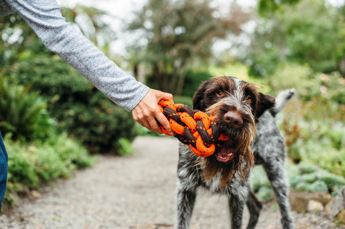 The Best Outdoor Toys for Dogs P.L.A.Y.