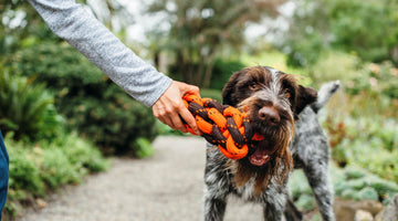 The Best Outdoor Toys for Dogs
