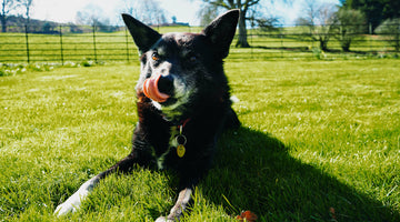 Five Fun Games You Can Play With Older Dogs