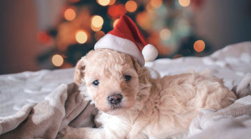 Should you give a pet as a Christmas present?