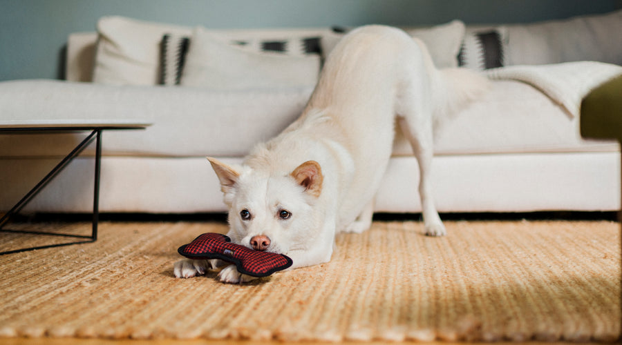 Pet Ownership: Overview, Facts and Statistics