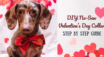 DIY No-Sew Valentine’s Day Collar