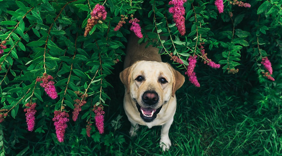 Toxic Plants for Your Pets, a Visual Guide