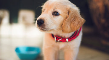 4 steps to preparing your home for a new dog