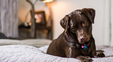 How To Turn Your Home Into A Dog Haven: A Step-By-Step Guide