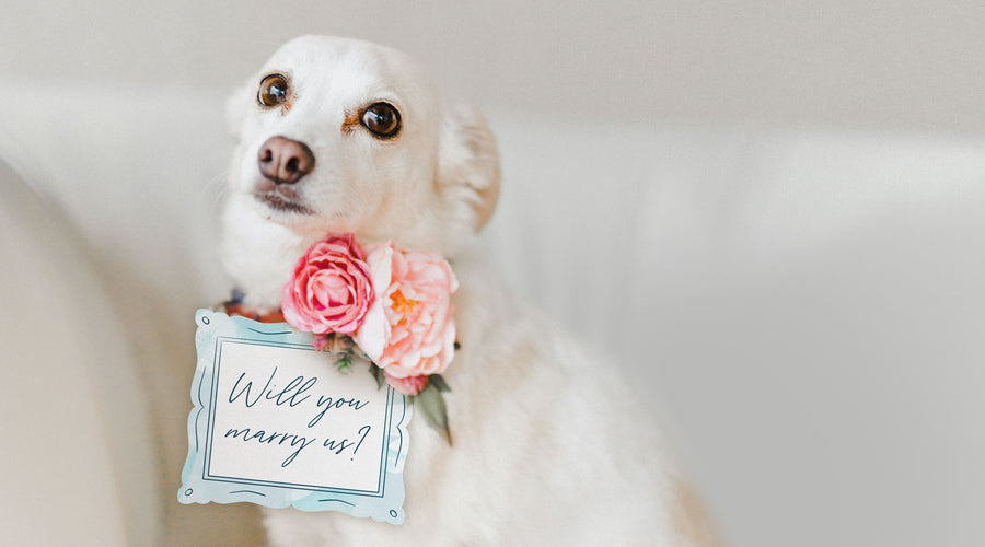 Adorable Marriage Proposal Ideas with Pets
