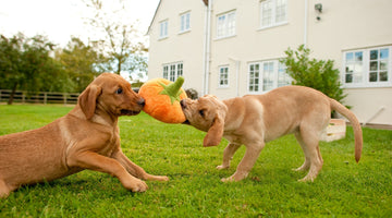 Should You Feed Dogs Pumpkin And What Are The Benefits?