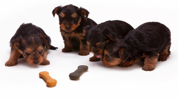 Pondering Pet Protein: How Much Protein Your Pet Should Get