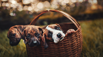 Puppy Behavior Timeline: Development Stages You Need To Learn
