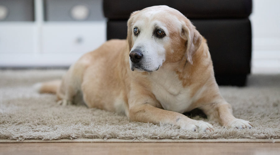 Physical and Mental Signs that Your Dog is Ageing