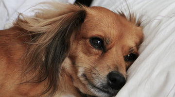 8 Signs Your Dog Is Feeling Anxious