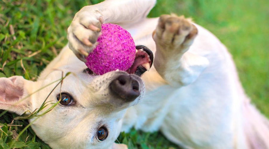 Facts about hot sale dog parks