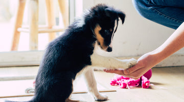 4 Commands to Teach Your New Puppy