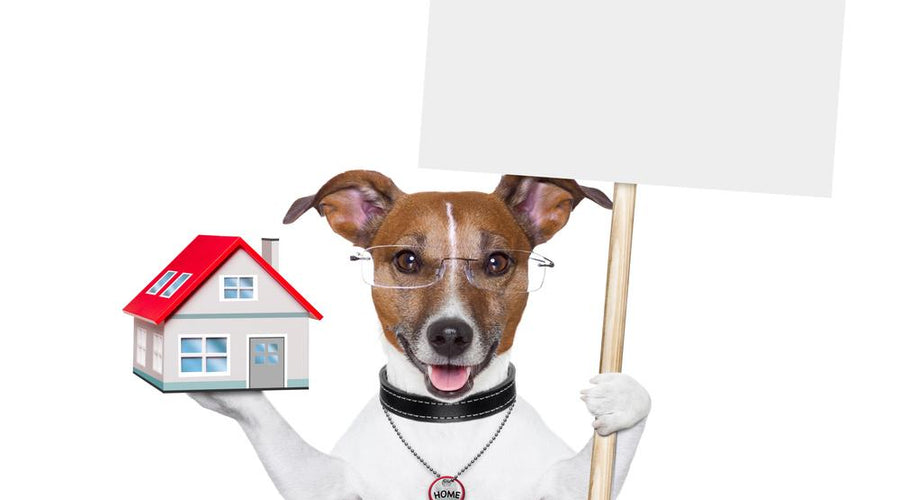 Keeping Eyes and Ears on your Pets