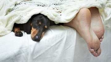Winter Care Tips for your Arthritic Pet